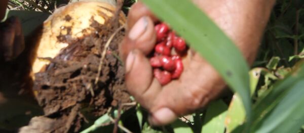 El gusano rojo de maguey, tesoro gastronómico de los hidalguenses - Sputnik Mundo