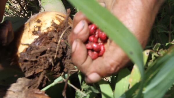 El gusano rojo de maguey, tesoro gastronómico de los hidalguenses - Sputnik Mundo