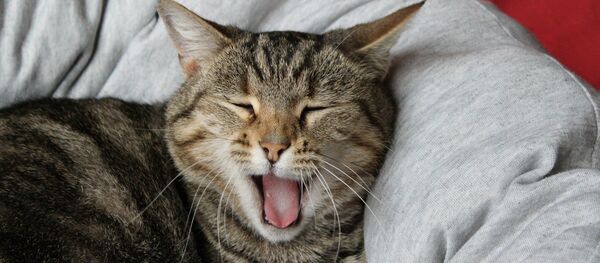 Un gato - Sputnik Mundo