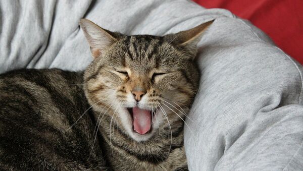 Un gato - Sputnik Mundo