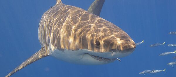 Un tiburón blanco (imagen referencial) - Sputnik Mundo