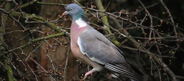 Una paloma (archivo) - Sputnik Mundo