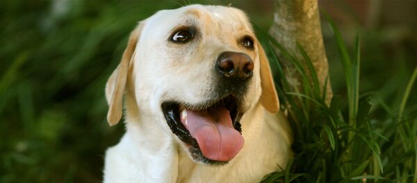 Perro - Sputnik Mundo