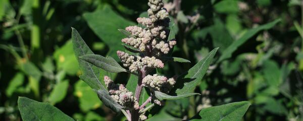 Quinua boliviana - Sputnik Mundo