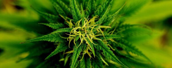 Marihuana (imagen referencial) - Sputnik Mundo