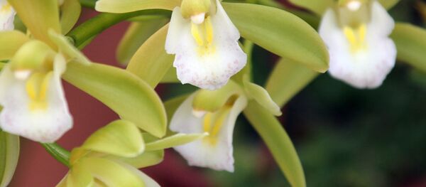 Japanese flowers - Sputnik Mundo