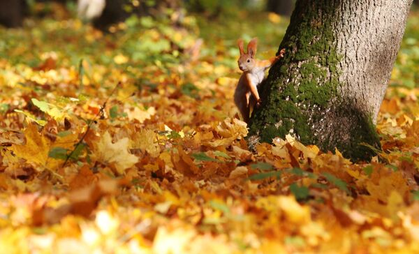 El 'Otoño de Oro' en los parques de la ciudad de Voronezh - Sputnik Mundo