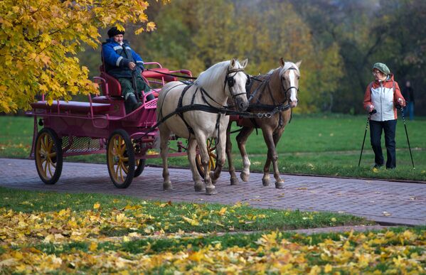 El 'Otoño de Oro' en los parques de Moscú - Sputnik Mundo