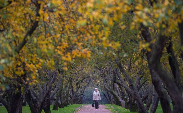 El 'Otoño de Oro' en los parques de Moscú - Sputnik Mundo