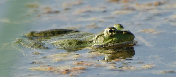 Una rana Una rana - Sputnik Mundo
