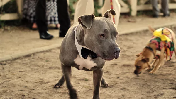 Un pitbull terrier (archivo) - Sputnik Mundo