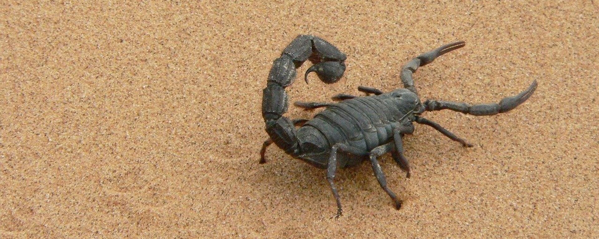 Un escorpión (imagen referencial) - Sputnik Mundo, 1920, 14.11.2021