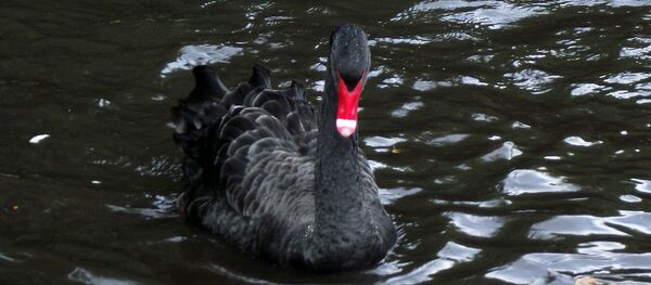 Cisne negro - Sputnik Mundo
