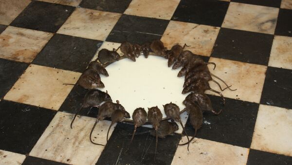 Ratas - Sputnik Mundo