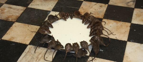 Ratas Ratas - Sputnik Mundo