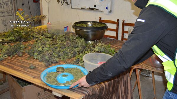 Parte de la marihuana incautada - Sputnik Mundo