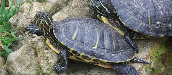 Tortugas - Sputnik Mundo
