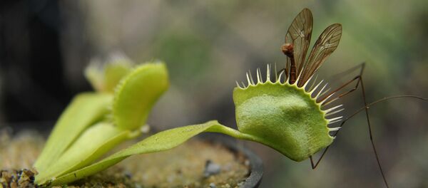A Venus Flytrap (Dionaea muscipula) with a caught insect - Sputnik Mundo