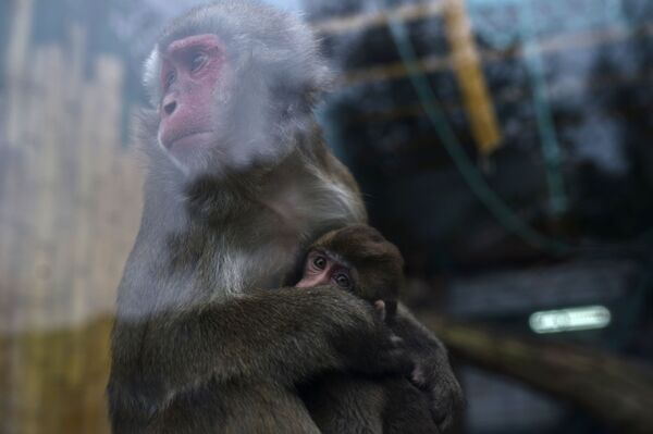 Los habitantes del zoológico de Kaliningrado - Sputnik Mundo