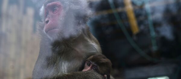 Los habitantes del zoológico de Kaliningrado - Sputnik Mundo