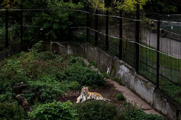 Los habitantes del zoológico de Kaliningrado - Sputnik Mundo