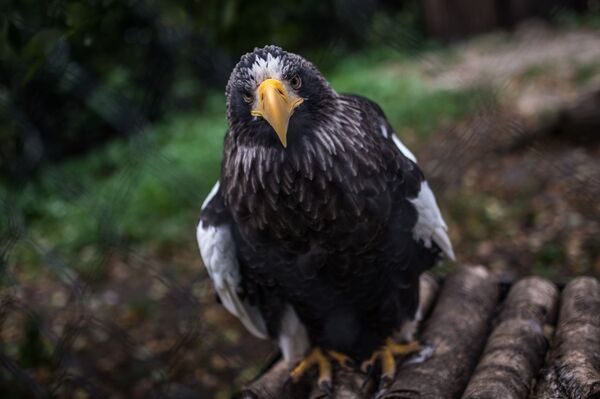 Los habitantes del zoológico de Kaliningrado - Sputnik Mundo