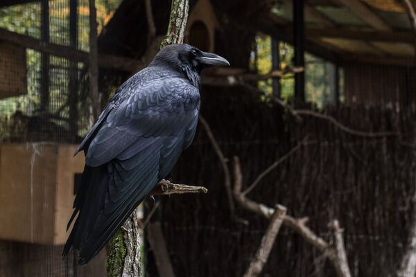 Los habitantes del zoológico de Kaliningrado - Sputnik Mundo