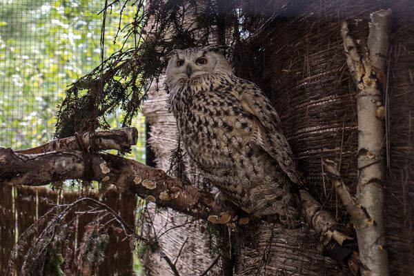 Los habitantes del zoológico de Kaliningrado - Sputnik Mundo