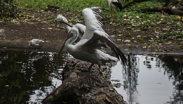 Los habitantes del zoológico de Kaliningrado - Sputnik Mundo