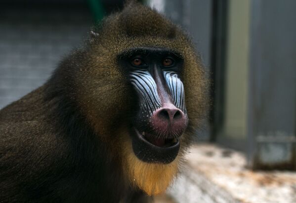 Los habitantes del zoológico de Kaliningrado - Sputnik Mundo