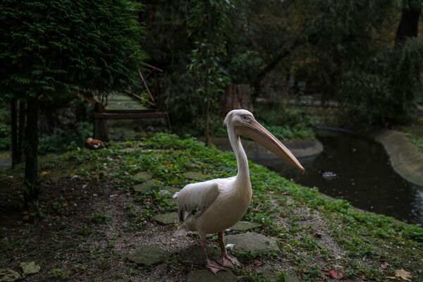 Los habitantes del zoológico de Kaliningrado - Sputnik Mundo
