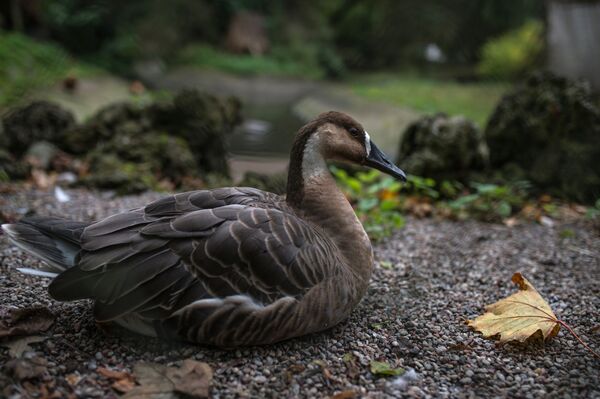 Los habitantes del zoológico de Kaliningrado - Sputnik Mundo
