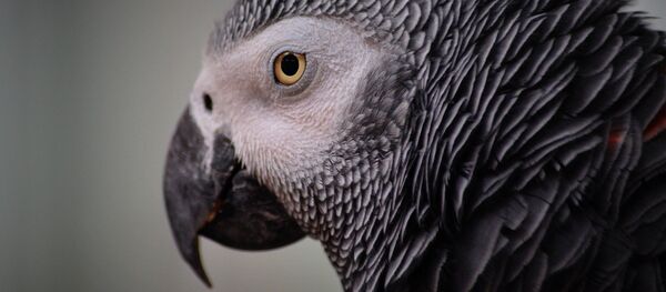 Un loro (archivo) - Sputnik Mundo