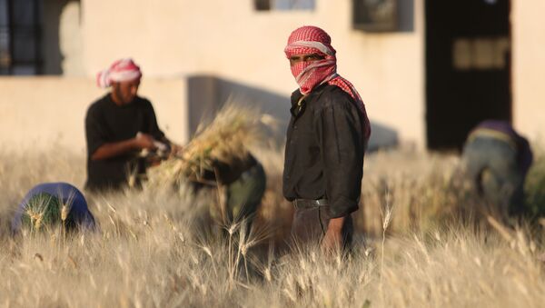 La cosecha del trigo (Archivo) - Sputnik Mundo