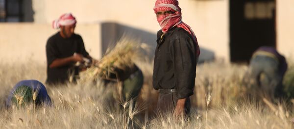 La cosecha del trigo (Archivo) - Sputnik Mundo