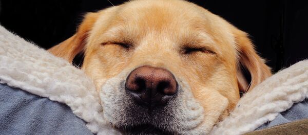 Perro - Sputnik Mundo