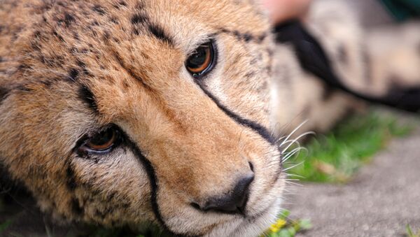 Un jaguar triste - Sputnik Mundo