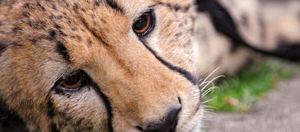 Un jaguar triste - Sputnik Mundo