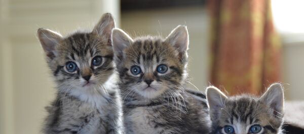 Gatitos - Sputnik Mundo