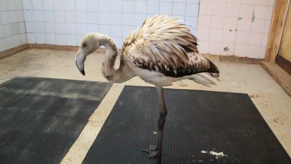 El flamenco Vasya de Siberia rescatado por el zoo local - Sputnik Mundo