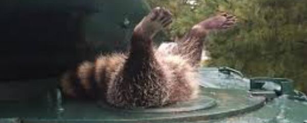 Mapache en el tanque - Sputnik Mundo