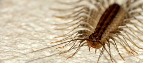 Un insecto - Sputnik Mundo