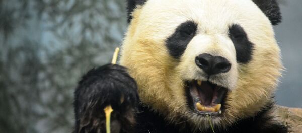Un oso panda - Sputnik Mundo