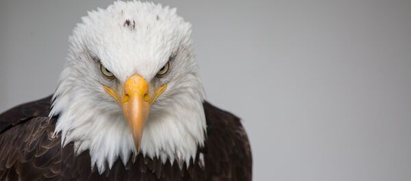 Águila de cabeza blanca, símbolo nacional de EEUU - Sputnik Mundo