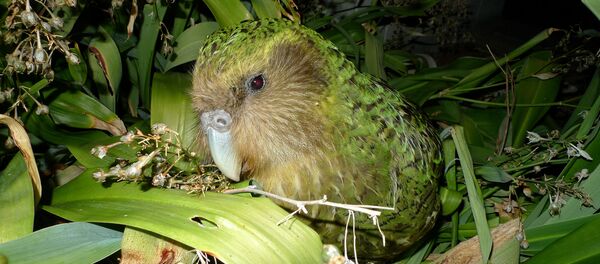 Un loro - Sputnik Mundo