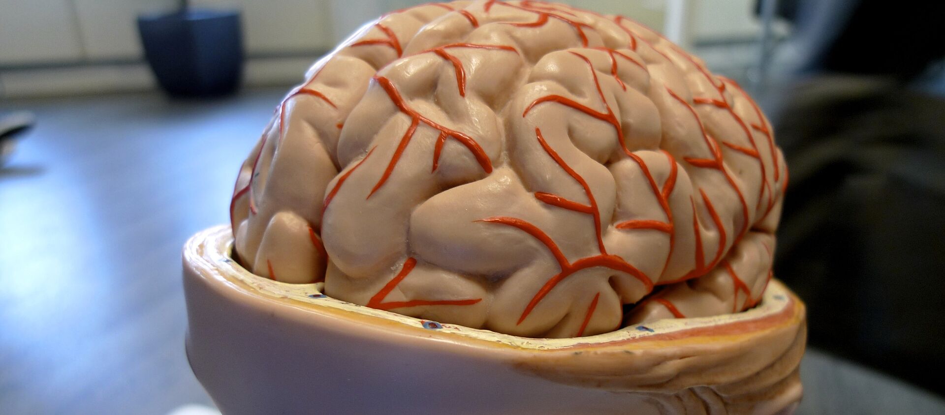 Cerebro (Archivo) Cerebro (Archivo) - Sputnik Mundo, 1920, 17.02.2017
