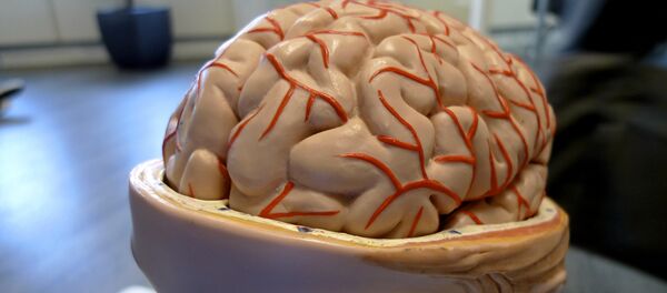 Cerebro (archivo) Cerebro (archivo) - Sputnik Mundo