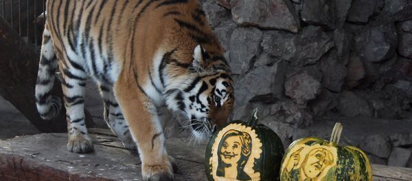Tiger and polar bear predict result of US presidential election - Sputnik Mundo