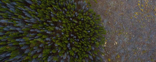 Deforestación (archivo) - Sputnik Mundo