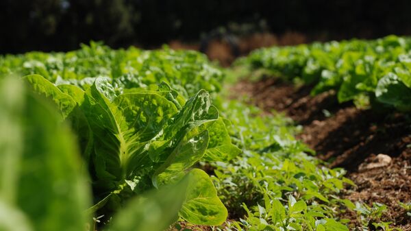 Agricultura - Sputnik Mundo